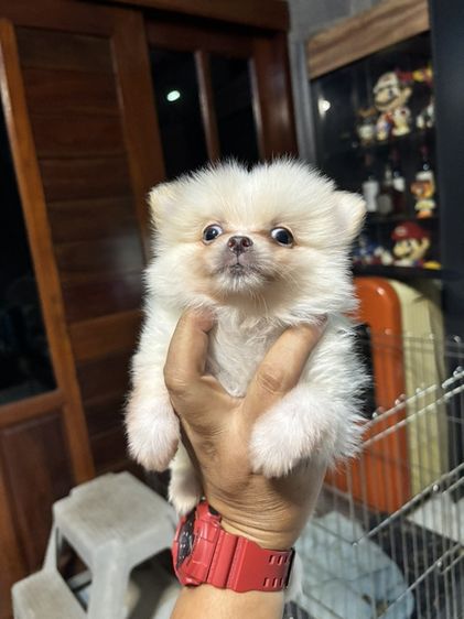 ปอม รูปที่ 10