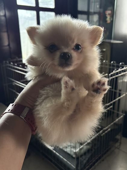 ปอม