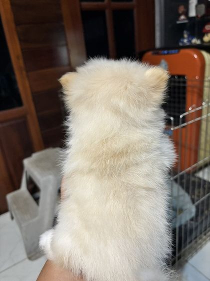 ปอม รูปที่ 11
