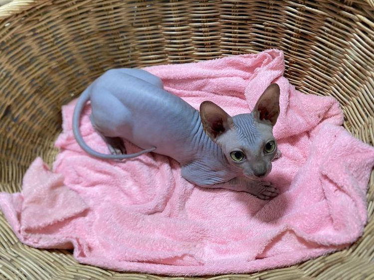 เด็กชายสีบลู