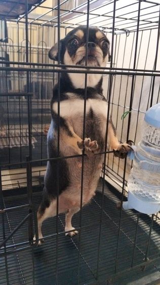 ชิวาวา (Chihuahua) เด็กหญิงชิวาวา