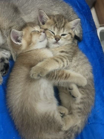 บริติช ชอร์ตแฮร์ (British Shorthair) ลูกแมว บริติชชอตแฮร์ สีAY25 กับสีGloden tabby