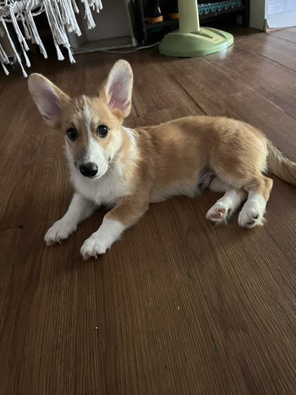 คอร์กี้ (Corgi) กลาง คอร์กี้