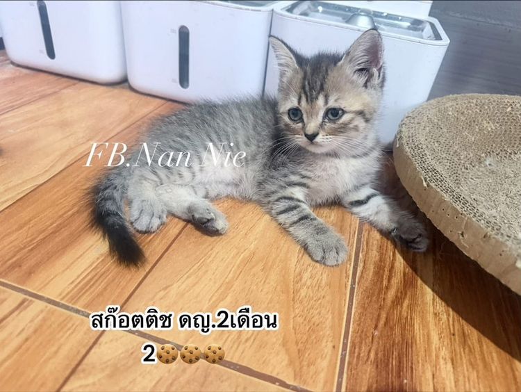 สก็อตติช โฟลด์ (Scottish Fold) สก๊อตติช