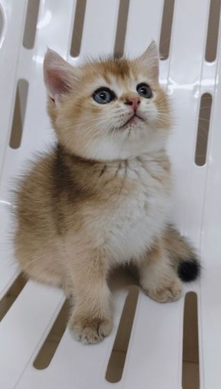 บริติช ชอร์ตแฮร์ (British Shorthair) บริติชบ้านแท้ สี ny ดช.