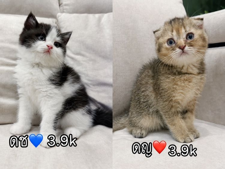 แมวสก๊อตติชโฟลด์ (Scottish Fold)