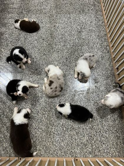 บอเดอร์ คอลลี่ (Border Collie) กลาง ลูกสุนัขบอเดอร์ คอลลี่