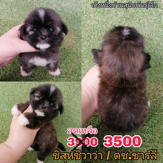 ด่วน  เริ่ม 2500 ชิสุห์ผสมพุดเดิ้ล ชิสุห์ผสมชิวาว่า ชิสุห์เเท้ พร้อมย้ายทุกตัว รูปที่ 3