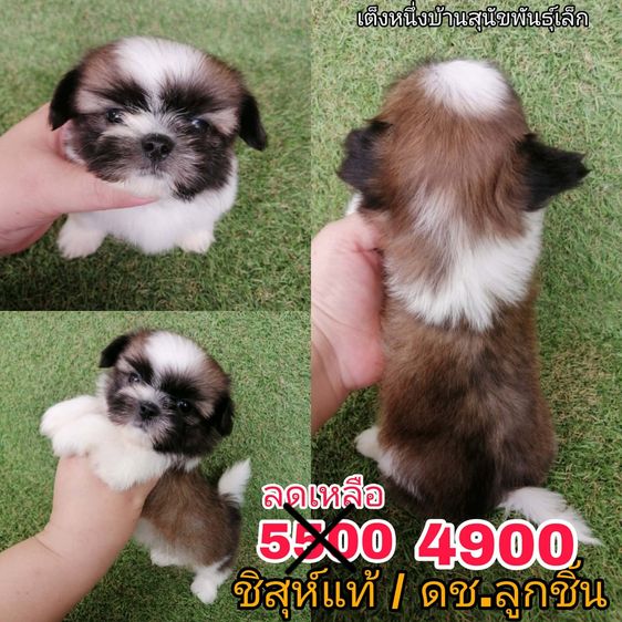 ด่วน  เริ่ม 2500 ชิสุห์ผสมพุดเดิ้ล ชิสุห์ผสมชิวาว่า ชิสุห์เเท้ พร้อมย้ายทุกตัว รูปที่ 2
