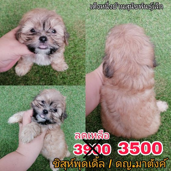 ด่วน  เริ่ม 2500 ชิสุห์ผสมพุดเดิ้ล ชิสุห์ผสมชิวาว่า ชิสุห์เเท้ พร้อมย้ายทุกตัว รูปที่ 5