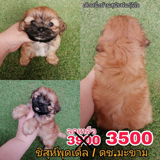 ด่วน  เริ่ม 2500 ชิสุห์ผสมพุดเดิ้ล ชิสุห์ผสมชิวาว่า ชิสุห์เเท้ พร้อมย้ายทุกตัว รูปที่ 10