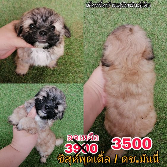 ด่วน  เริ่ม 2500 ชิสุห์ผสมพุดเดิ้ล ชิสุห์ผสมชิวาว่า ชิสุห์เเท้ พร้อมย้ายทุกตัว รูปที่ 9