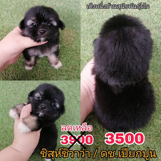 ด่วน  เริ่ม 2500 ชิสุห์ผสมพุดเดิ้ล ชิสุห์ผสมชิวาว่า ชิสุห์เเท้ พร้อมย้ายทุกตัว รูปที่ 4