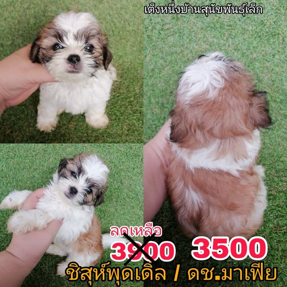 ด่วน  เริ่ม 2500 ชิสุห์ผสมพุดเดิ้ล ชิสุห์ผสมชิวาว่า ชิสุห์เเท้ พร้อมย้ายทุกตัว รูปที่ 6