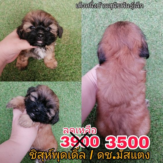 ด่วน  เริ่ม 2500 ชิสุห์ผสมพุดเดิ้ล ชิสุห์ผสมชิวาว่า ชิสุห์เเท้ พร้อมย้ายทุกตัว รูปที่ 7