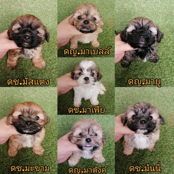 ด่วน  เริ่ม 2500 ชิสุห์ผสมพุดเดิ้ล ชิสุห์ผสมชิวาว่า ชิสุห์เเท้ พร้อมย้ายทุกตัว