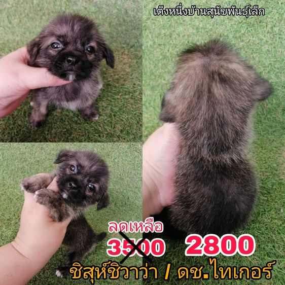 ด่วน  เริ่ม 2500 ชิสุห์ผสมพุดเดิ้ล ชิสุห์ผสมชิวาว่า ชิสุห์เเท้ พร้อมย้ายทุกตัว รูปที่ 12