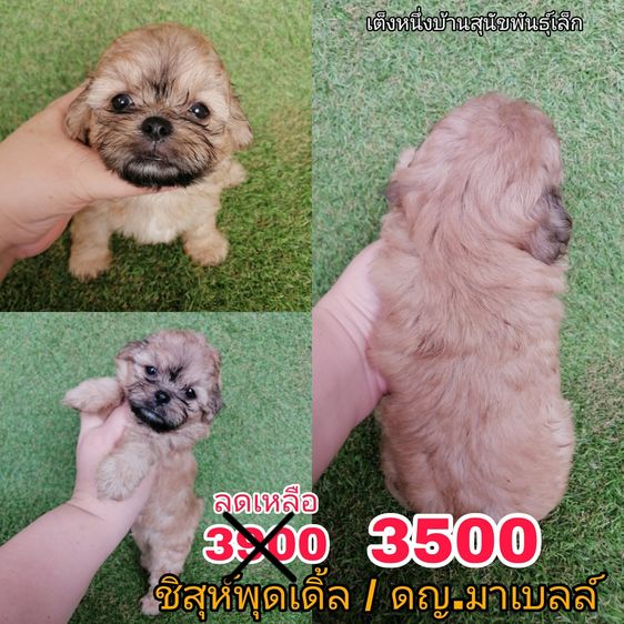 ด่วน  เริ่ม 2500 ชิสุห์ผสมพุดเดิ้ล ชิสุห์ผสมชิวาว่า ชิสุห์เเท้ พร้อมย้ายทุกตัว รูปที่ 11