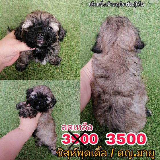 ด่วน  เริ่ม 2500 ชิสุห์ผสมพุดเดิ้ล ชิสุห์ผสมชิวาว่า ชิสุห์เเท้ พร้อมย้ายทุกตัว รูปที่ 8