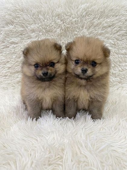 ปอมเมอเรเนียน (Pomeranian) เล็ก ลูกปอมแท้ 2900 สุนัขบ้านเลี้ยงเองไม่ใช่ฟาร์ม
