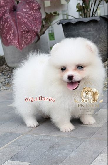 ปอมแท้ราคาถูก รูปที่ 6