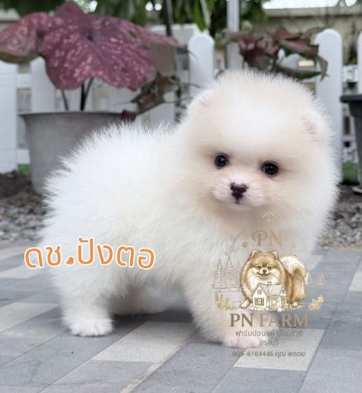 ปอมแท้ราคาถูก รูปที่ 3