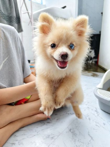 หมาปอม รูปที่ 6