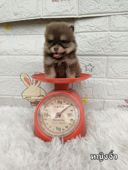 ปอมเมอเรเนียน (Pomeranian) เล็ก ปอม สีช็อค