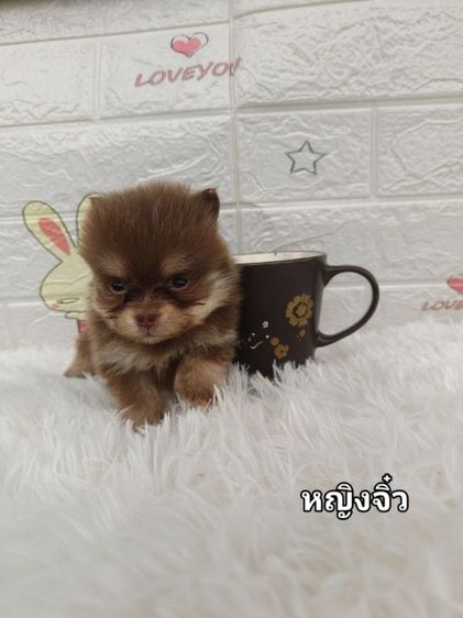 ปอม สีช็อค รูปที่ 2