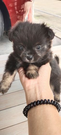 ยอร์คเชียร์ เทอร์เรีย (Yorkshire Terrier) ลูกสุนัขพันธุ์เล็กยอร์คเชียร์ผสมชิวาวา (side cup)เพศผู้อายุ 1เดือน ไซด์มินิ ขี้อ้อน
