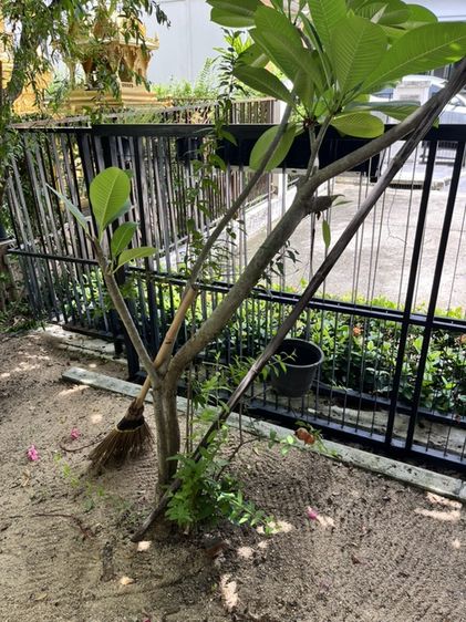 ต้นไม้ ให้ฟรี