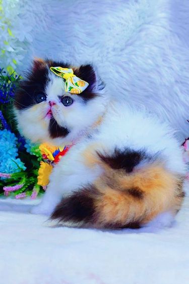 Exotic longhair รูปที่ 9