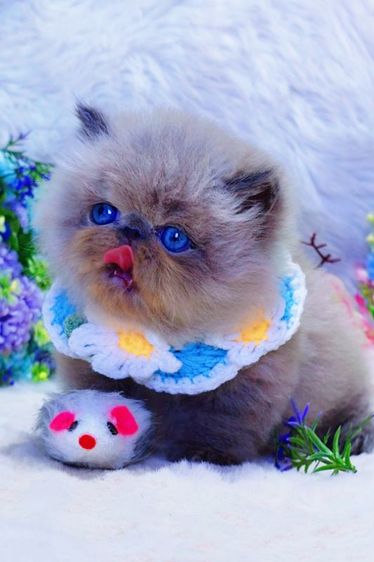 Exotic longhair รูปที่ 4