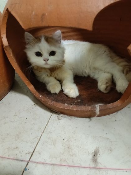 สก็อตติช โฟลด์ (Scottish Fold) แมวสก็อตติชโหลแท้