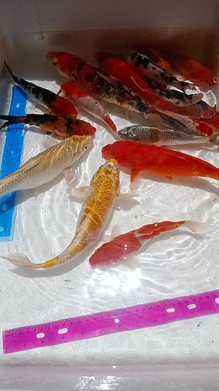 ปลาคราฟ15ตัว1300บาท รูปที่ 8