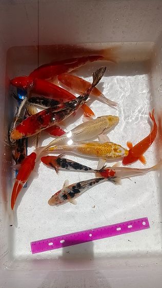 ปลาคราฟ15ตัว1300บาท รูปที่ 5