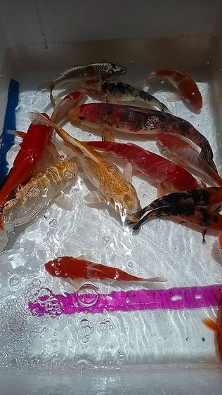 ปลาคราฟ15ตัว1300บาท รูปที่ 17