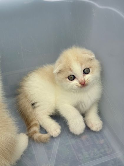 น้องแมว สายพันธุ์ สก๊อตติชโฟลด์ 🐱 ขนสั้น ขนยาว หูพับ หูตั้ง รูปที่ 12