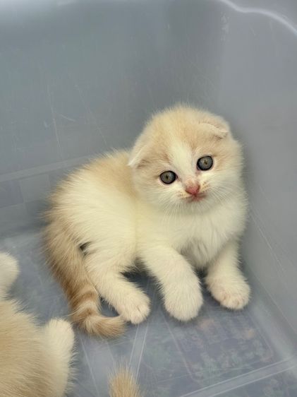 น้องแมว สายพันธุ์ สก๊อตติชโฟลด์ 🐱 ขนสั้น ขนยาว หูพับ หูตั้ง รูปที่ 11