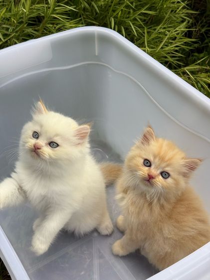 น้องแมว สายพันธุ์ สก๊อตติชโฟลด์ 🐱 ขนสั้น ขนยาว หูพับ หูตั้ง รูปที่ 5