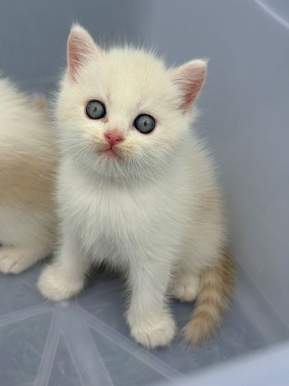น้องแมว สายพันธุ์ สก๊อตติชโฟลด์ 🐱 ขนสั้น ขนยาว หูพับ หูตั้ง รูปที่ 15