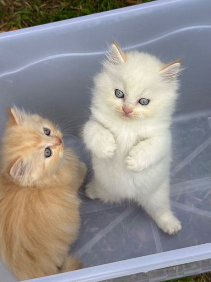 น้องแมว สายพันธุ์ สก๊อตติชโฟลด์ 🐱 ขนสั้น ขนยาว หูพับ หูตั้ง รูปที่ 3