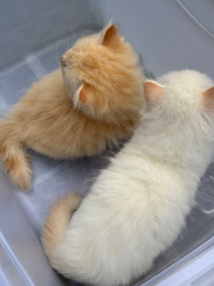 น้องแมว สายพันธุ์ สก๊อตติชโฟลด์ 🐱 ขนสั้น ขนยาว หูพับ หูตั้ง รูปที่ 7