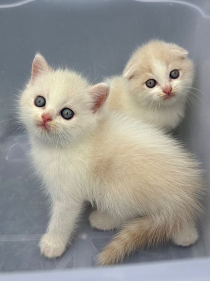 น้องแมว สายพันธุ์ สก๊อตติชโฟลด์ 🐱 ขนสั้น ขนยาว หูพับ หูตั้ง รูปที่ 16