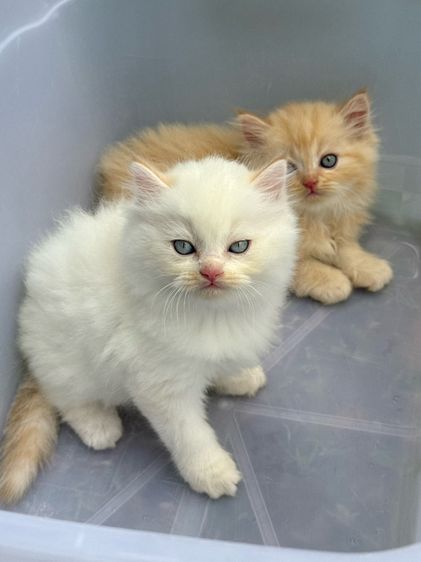 สก็อตติช โฟลด์ (Scottish Fold) น้องแมว สายพันธุ์ สก๊อตติชโฟลด์ 🐱 ขนสั้น ขนยาว หูพับ หูตั้ง