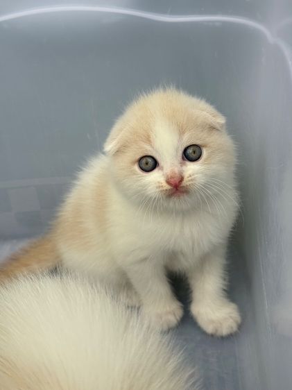 น้องแมว สายพันธุ์ สก๊อตติชโฟลด์ 🐱 ขนสั้น ขนยาว หูพับ หูตั้ง รูปที่ 14