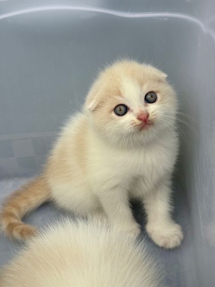 น้องแมว สายพันธุ์ สก๊อตติชโฟลด์ 🐱 ขนสั้น ขนยาว หูพับ หูตั้ง รูปที่ 13