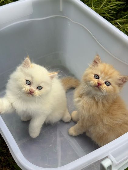 น้องแมว สายพันธุ์ สก๊อตติชโฟลด์ 🐱 ขนสั้น ขนยาว หูพับ หูตั้ง รูปที่ 6