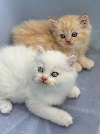 น้องแมว สายพันธุ์ สก๊อตติชโฟลด์ 🐱 ขนสั้น ขนยาว หูพับ หูตั้ง รูปที่ 2
