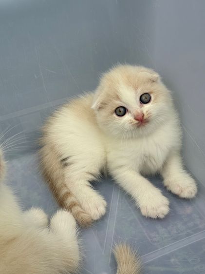 น้องแมว สายพันธุ์ สก๊อตติชโฟลด์ 🐱 ขนสั้น ขนยาว หูพับ หูตั้ง รูปที่ 10